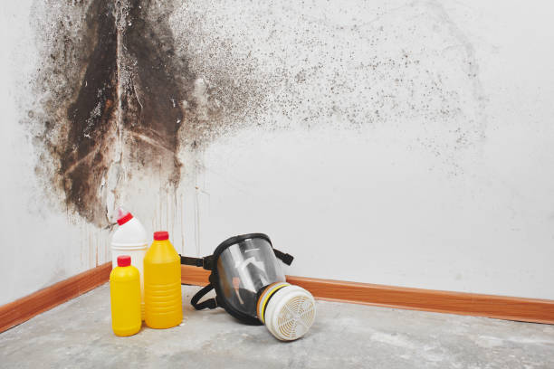 Best Mold Testing and Inspection Services in Loyal, WI