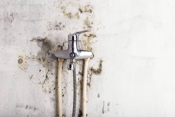 Best Residential Mold Remediation in Loyal, WI