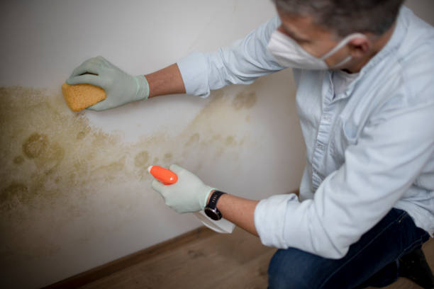 Best Bathroom Mold Remediation in Loyal, WI