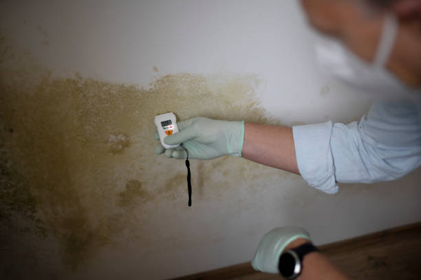 Best Commercial Mold Remediation in Loyal, WI