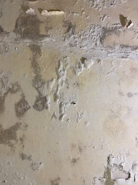 Professional Mold Remediation in Loyal, WI