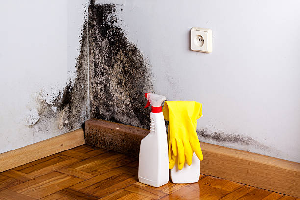 Best DIY Mold Remediation Support Services in Loyal, WI