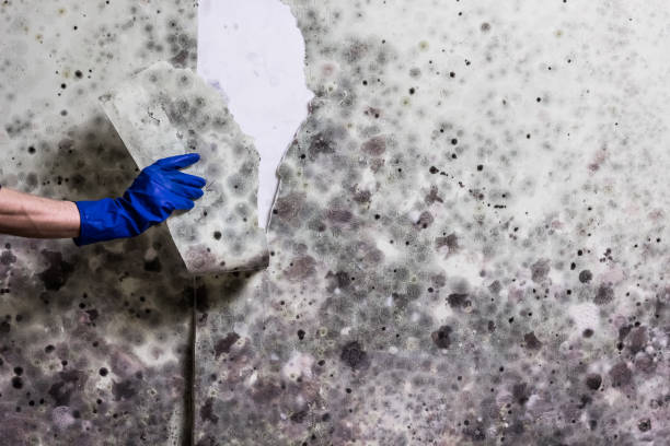 Best Insurance-Related Mold Remediation in Loyal, WI