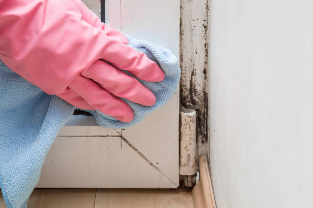 Best White Mold Remediation in Loyal, WI